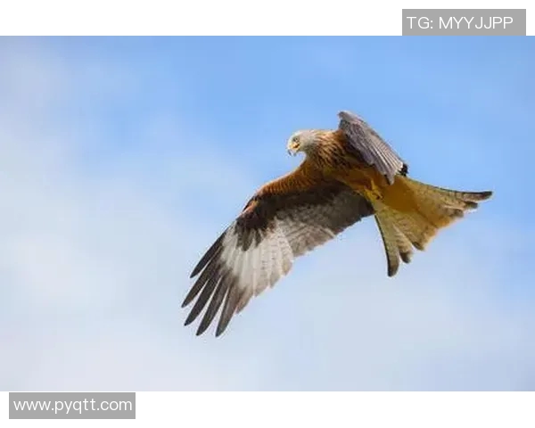 展翅高飞的猎鹰精神与勇气在现代社会中的重要意义与启示